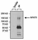 Rabbit IgG (H+L) Secondary Antibody in Immunoprecipitation (IP)