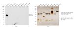 Rabbit IgG (H+L) Cross-Adsorbed Secondary Antibody in Western Blot (WB)