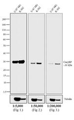 Rabbit IgG (H+L) Secondary Antibody in Western Blot (WB)