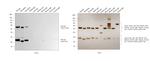 Rat IgG (H+L) Secondary Antibody in Western Blot (WB)