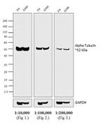 Rat IgG (H+L) Secondary Antibody in Western Blot (WB)