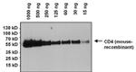 Rat IgG (H+L) Secondary Antibody in Western Blot (WB)