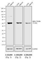 Rat IgG Fc Secondary Antibody in Western Blot (WB)