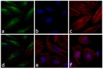 Rabbit IgG (H+L) Cross-Adsorbed Secondary Antibody in Immunocytochemistry (ICC/IF)