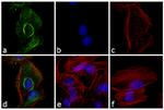 Rabbit IgG F(ab')2 Secondary Antibody in Immunocytochemistry (ICC/IF)