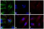 Rabbit IgG (H+L) Secondary Antibody in Immunocytochemistry (ICC/IF)