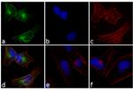 Rabbit IgG (H+L) Cross-Adsorbed Secondary Antibody in Immunocytochemistry (ICC/IF)