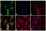 Rabbit IgG (H+L) Secondary Antibody in Immunocytochemistry (ICC/IF)