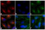 Mouse IgG (H+L) Secondary Antibody in Immunocytochemistry (ICC/IF)