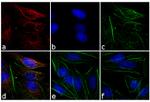 Mouse IgG (H+L) Cross-Adsorbed Secondary Antibody in Immunocytochemistry (ICC/IF)