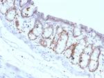 FOXA1/HNF3A Antibody in Immunohistochemistry (Paraffin) (IHC (P))