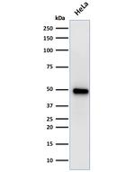 FOXA1/HNF3A Antibody in Western Blot (WB)