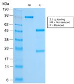 FOXA1/HNF3A Antibody in SDS-PAGE (SDS-PAGE)