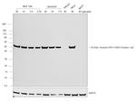 Chicken IgY (H+L) Secondary Antibody in Western Blot (WB)