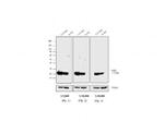 Mouse IgG Fc Secondary Antibody in Western Blot (WB)