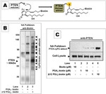 Biotin Antibody in Western Blot, Immunoprecipitation (WB, IP)