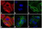 Mouse IgG Fc Cross-Adsorbed Secondary Antibody in Immunocytochemistry (ICC/IF)