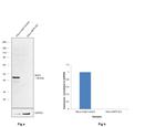 SKP2 Antibody in Western Blot (WB)