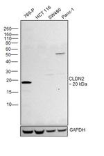 Claudin 2 Antibody