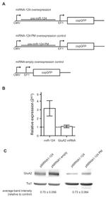 GluR2 Antibody in Western Blot (WB)