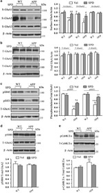 GluR3 Antibody in Western Blot (WB)