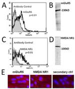 NMDAR1 Antibody in Immunohistochemistry (IHC)