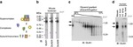 NMDAR1 Antibody in Western Blot (WB)