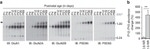 NMDAR1 Antibody in Western Blot (WB)