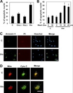 NMDAR2B Antibody in Immunocytochemistry (ICC/IF)