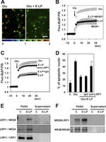 NMDAR2B Antibody in Immunocytochemistry, Immunoprecipitation (ICC/IF, IP)