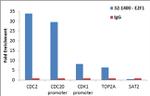 E2F1 Antibody in ChIP Assay (ChIP)