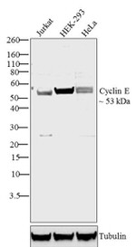 Cyclin E Antibody in Western Blot (WB)