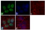 Cyclin E Antibody in Immunocytochemistry (ICC/IF)