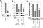 CDH11 Antibody in Western Blot (WB)