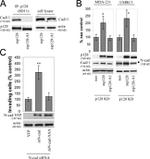 CDH11 Antibody in Western Blot (WB)