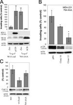 CDH11 Antibody in Western Blot (WB)