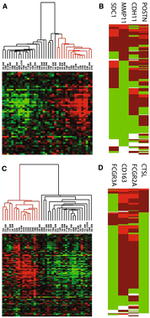 CDH11 Antibody in Immunohistochemistry (IHC)