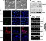 CDH11 Antibody in Western Blot, Immunocytochemistry (WB, ICC/IF)