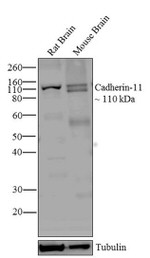 CDH11 Antibody in Western Blot (WB)