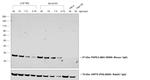 Mouse IgG (H+L) Poly-HRP Secondary Antibody in Western Blot (WB)