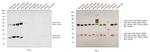 Mouse IgG (H+L) Poly-HRP Secondary Antibody in Western Blot (WB)