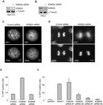 alpha Tubulin Antibody in Western Blot (WB)