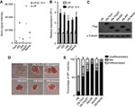 alpha Tubulin Antibody in Western Blot (WB)