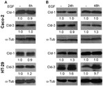 alpha Tubulin Antibody in Western Blot (WB)