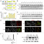 alpha Tubulin Antibody in Western Blot (WB)