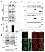 alpha Tubulin Antibody in Western Blot (WB)