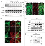 alpha Tubulin Antibody in Western Blot (WB)