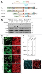 alpha Tubulin Antibody in Immunohistochemistry (IHC)