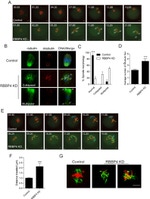 alpha Tubulin Antibody in Immunocytochemistry (ICC/IF)