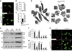 alpha Tubulin Antibody in Western Blot, Immunocytochemistry (WB, ICC/IF)